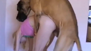 Phim xxx cô gái với chó cưng địt nhau